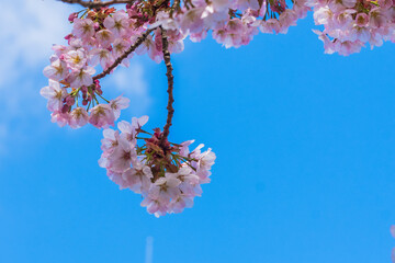 cherry blossom in spring against blue sky