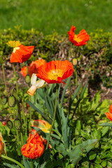 orange flowers in the garden