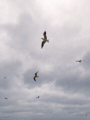 Seagulls Flying Against a Cloudy Sky at Coastal Location During Late Afternoon