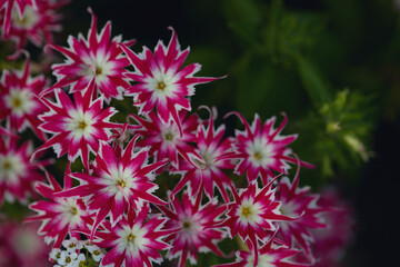 Obraz premium Pink and white flowers with unique star-like petals and sharp contrasts, showcased in a vivid garden setting.