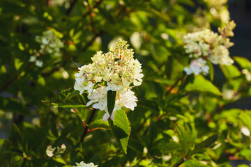 Cluster of white hydrangea flowers and green buds in sunlight with lush foliage in the background.