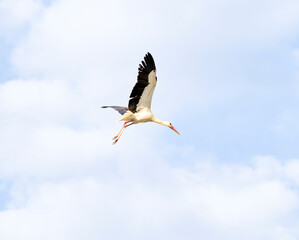 White stork, Ciconia ciconia, soars through the sky with its wings spread wide. Its black and white feathers contrast against clouds as it glides gracefully in flight. The storks are coming home.