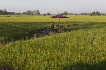 A combine harvester seen harvesting a rice field/