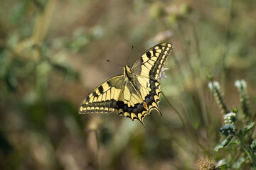 Macaone  Swallowtail butterfly (Papilio machaon) male perched. Isola dell'Asinara. Sardegna, Italia.