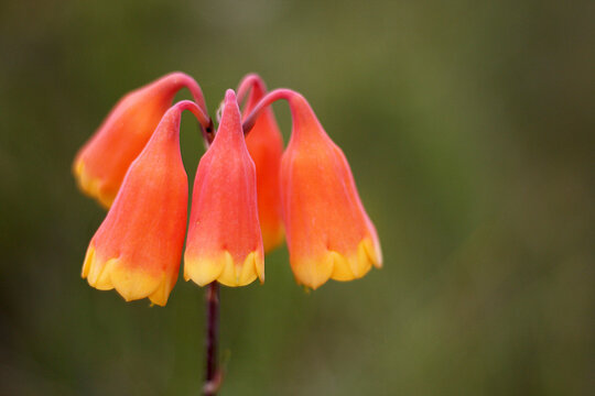 Orange Christmas Bells - Powered by Adobe