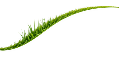 Green grass line on a white background.	