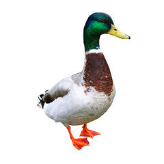 Mallard duck / Transparent background