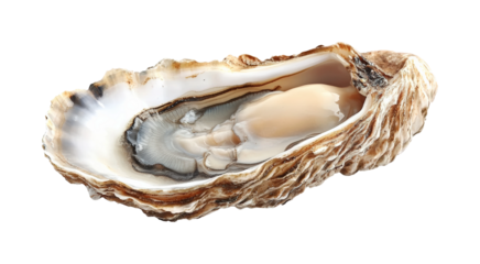 Harvesting fresh oysters coastal beach seafood isolated on transparent background png