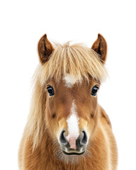 Obraz premium Playful pony portrait animal isolated on transparent background png