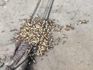 Ants nest and lay eggs in the folds of crumpled fabric.