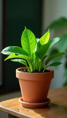 Obraz premium Green plant in terracotta pot on wooden table, plant pot, interior, decor