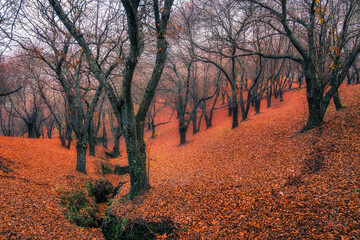 Chestnut trees in autumn, Pujerra, a town in the province of Malaga. Spain.