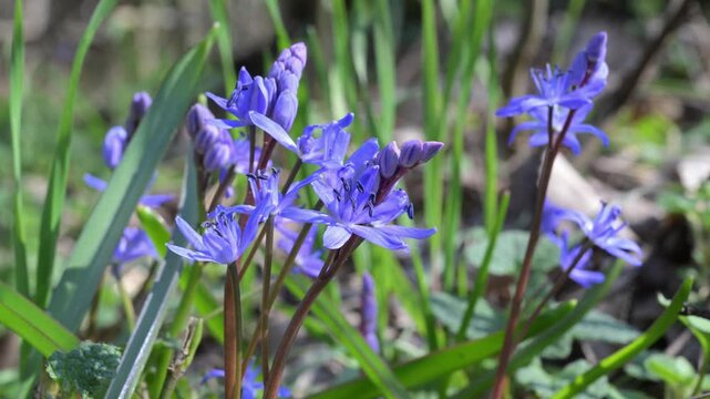 Scilla bifolia, the alpine squill,  two-leaf squill,  genus Scilla,  family Asparagaceae,  Ticino river, Magenta, Italy, no people
