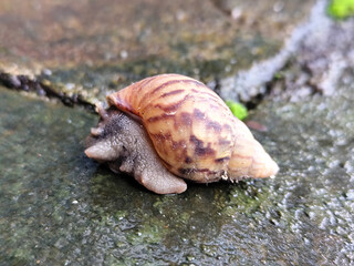 Snail crawling in fresh and wet green mud, with natural blurred background.