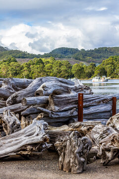 Large pile of huon pine stumps by the water