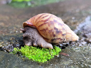 Snail crawling in fresh and wet green mud, with natural blurred background.