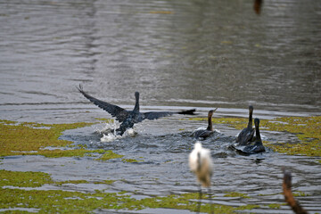 Bharatpur, India, March 2, 2025: Great cormorant in a pond at Keoladeo National Park in Bharatpur district of Rajasthan.