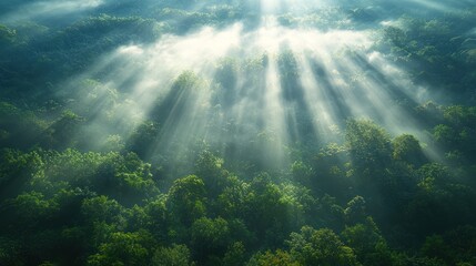 Fototapeta premium Sunbeams through morning fog over forest canopy. Possible use for nature photography