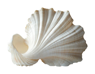 Seashell collection display beach nature serene isolated on transparent background png
