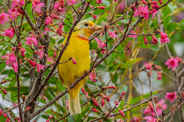Rare taiwan barbet endemic bird of Taiwan