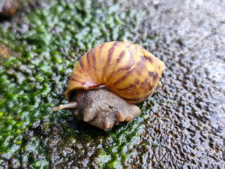 Snail crawling in fresh and wet green mud, with natural blurred background.