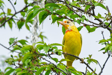 Rare taiwan barbet yellow color endemic bird of Taiwan