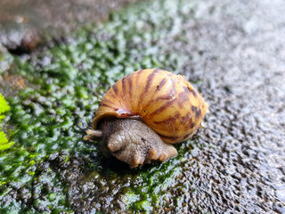 Snail crawling in fresh and wet green mud, with natural blurred background.