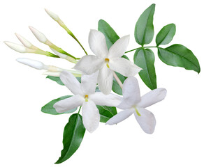 Jasmine flowers and leaves isolated on transparent background
