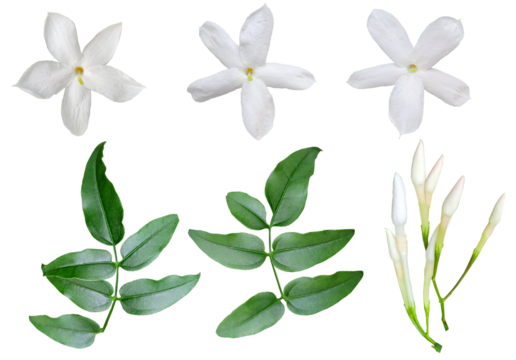 fresh jasmine flowers and leaves isolated on transparent background, floral pattern and design