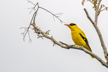 Fototapeta premium Black-naped oriole perched on a branch in a tree