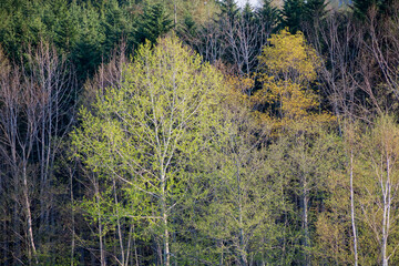 新緑のシラカバ
