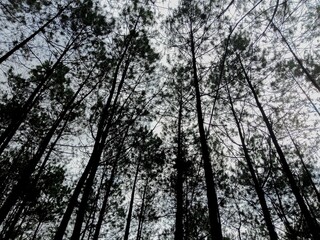 This photo capture a pine forest from a low-angle perspective, showing tall trees reaching towards the sky. their slender branches create a beautiful shilhouette against the cloudy sky 