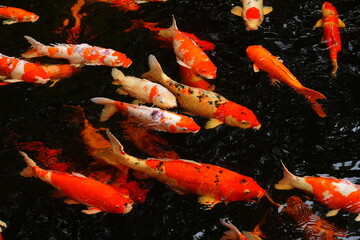 Feeding carp in a fish pond will cause many fish to gather together and compete for food.