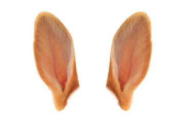 orange rabbit ears isolated on white background