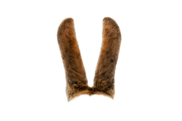 brown rabbit ears isolated on white background