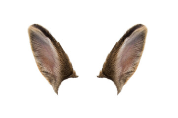 brown rabbit ears isolated on white background