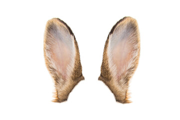 brown rabbit ears isolated on white background