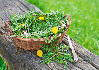 Dandelion