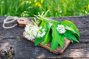 Wild garlic ramson