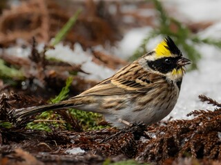 大雪のやみ間に食べ物を探しにきたミヤマホオジロの雄