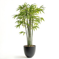Fototapeta premium Bamboo plant in a black pot: A vibrant, lush bamboo plant flourishes in an elegant black pot, its tall stalks and delicate leaves creating a sense of peace and natural beauty.