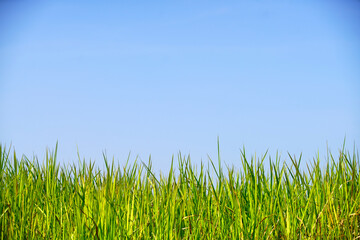 Lush Green Grass Under Bright Blue Sky on a Sunny Day