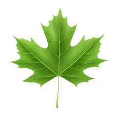 Fototapeta premium Vibrant Leaf: A stunning green leaf with intricate details, showcasing the beauty of nature's design and vitality, offering a symbol of growth and freshness.