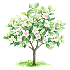 Blossoming tree in full bloom