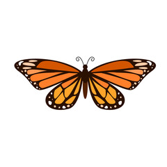 butterfly on white background