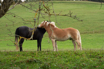 Embracing friendship on a quiet autumn afternoon in a lush green meadow with two horses sharing a tender moment amidst nature's tranquility