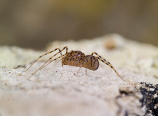  Araneae, Scytodidae, Spitting Spider (Scytodes thoracica) Sardinia, Italy