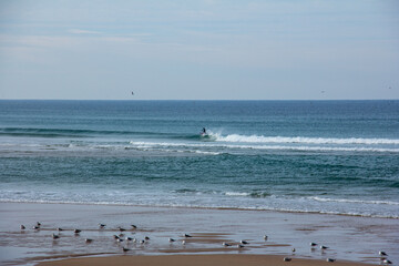Great surfer maneuver in an amazing setting. Ocean, Wave, Sand and Birds