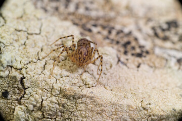  Araneae, Scytodidae, Spitting Spider (Scytodes thoracica) Sardinia, Italy