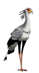 Obraz premium Secretary Bird on white background